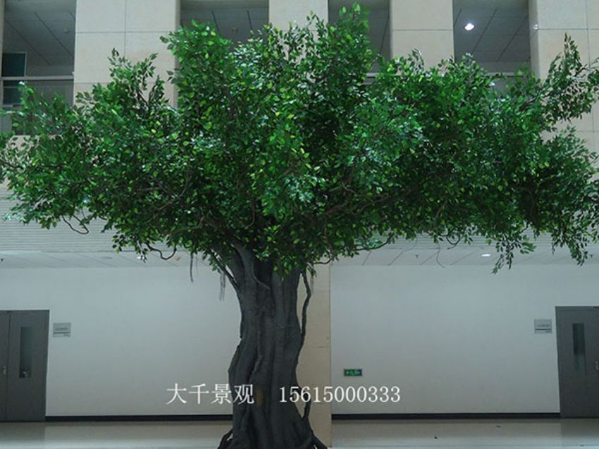 點(diǎn)擊查看詳細(xì)信息<br>標(biāo)題：室內(nèi)榕樹(shù) 閱讀次數(shù)：1547