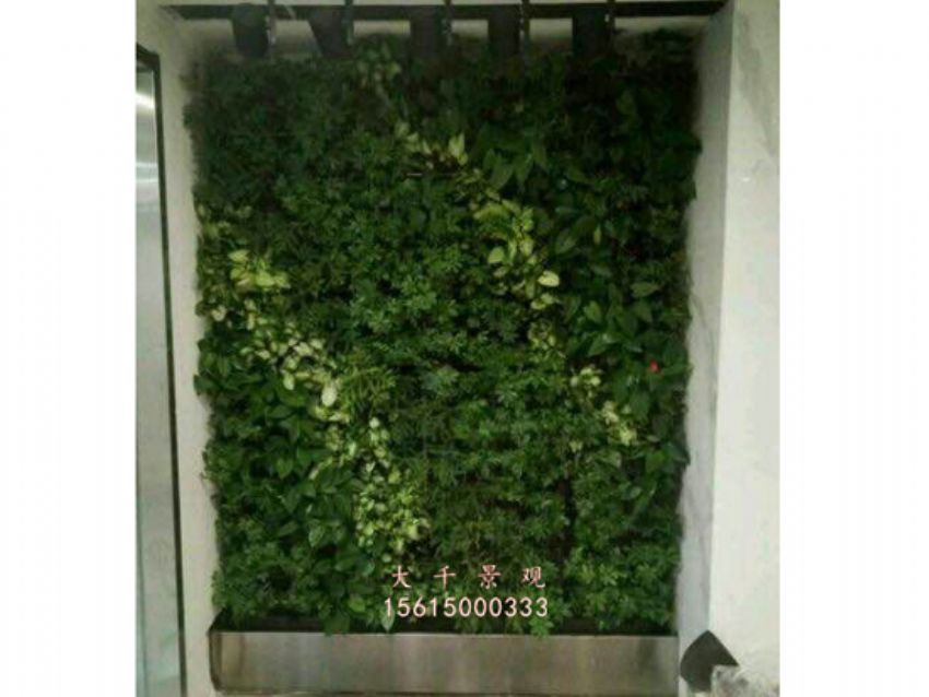 點(diǎn)擊查看詳細(xì)信息<br>標(biāo)題：綠植墻 閱讀次數(shù)：2194